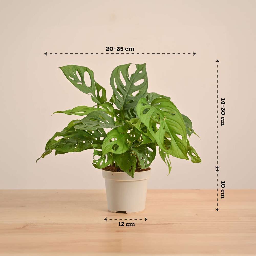 Broken Heart Plant - Image 29