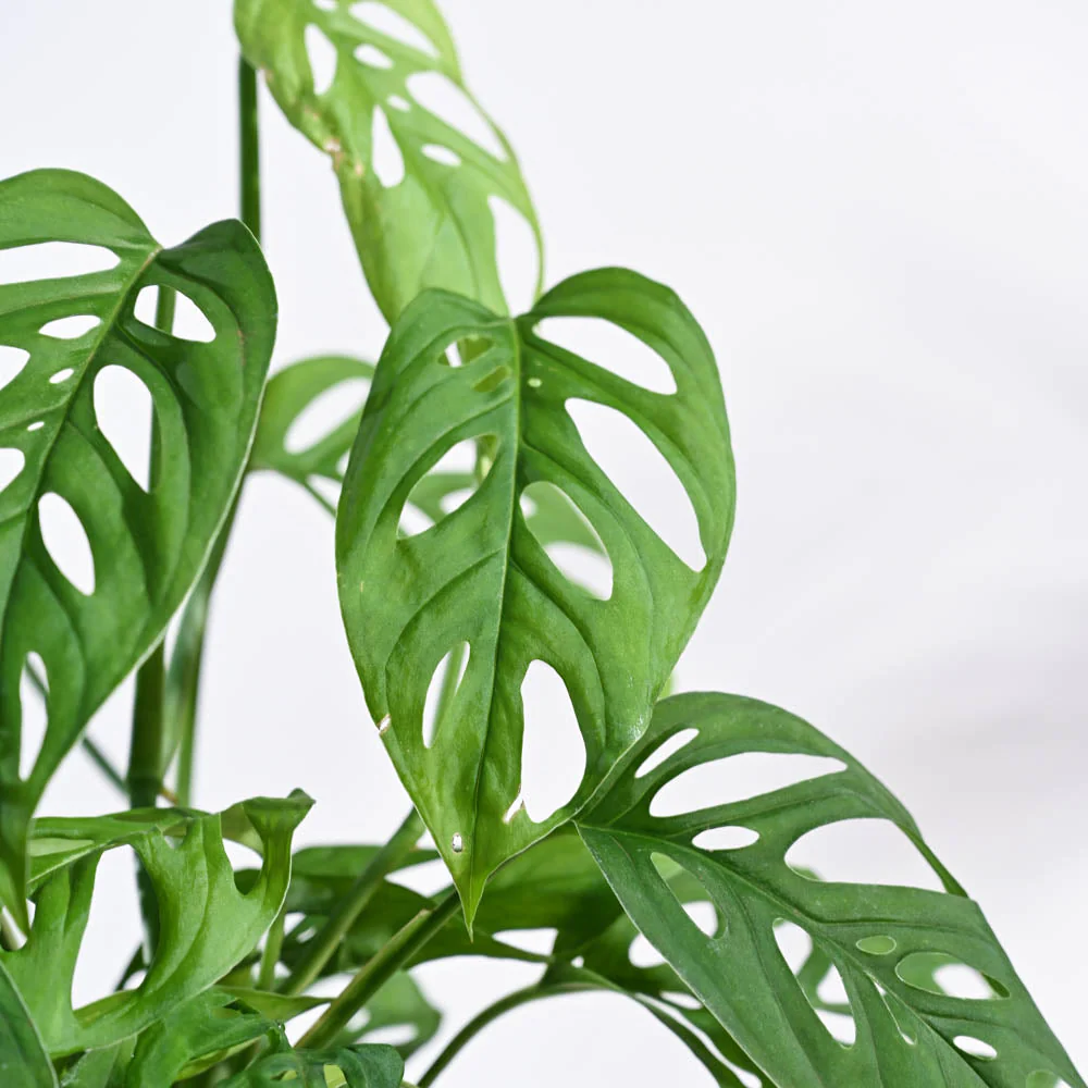 Broken Heart Plant - Image 3