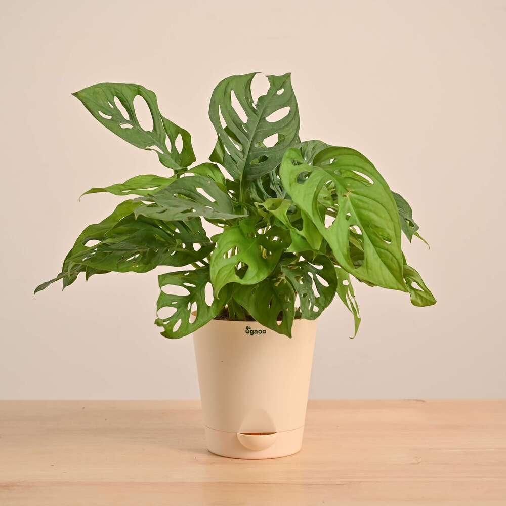 Broken Heart Plant - Image 30