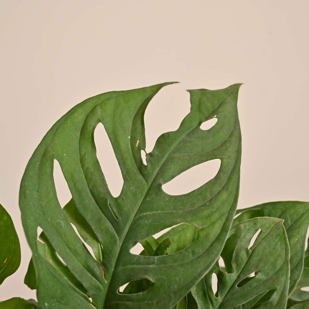 Broken Heart Plant - Image 31