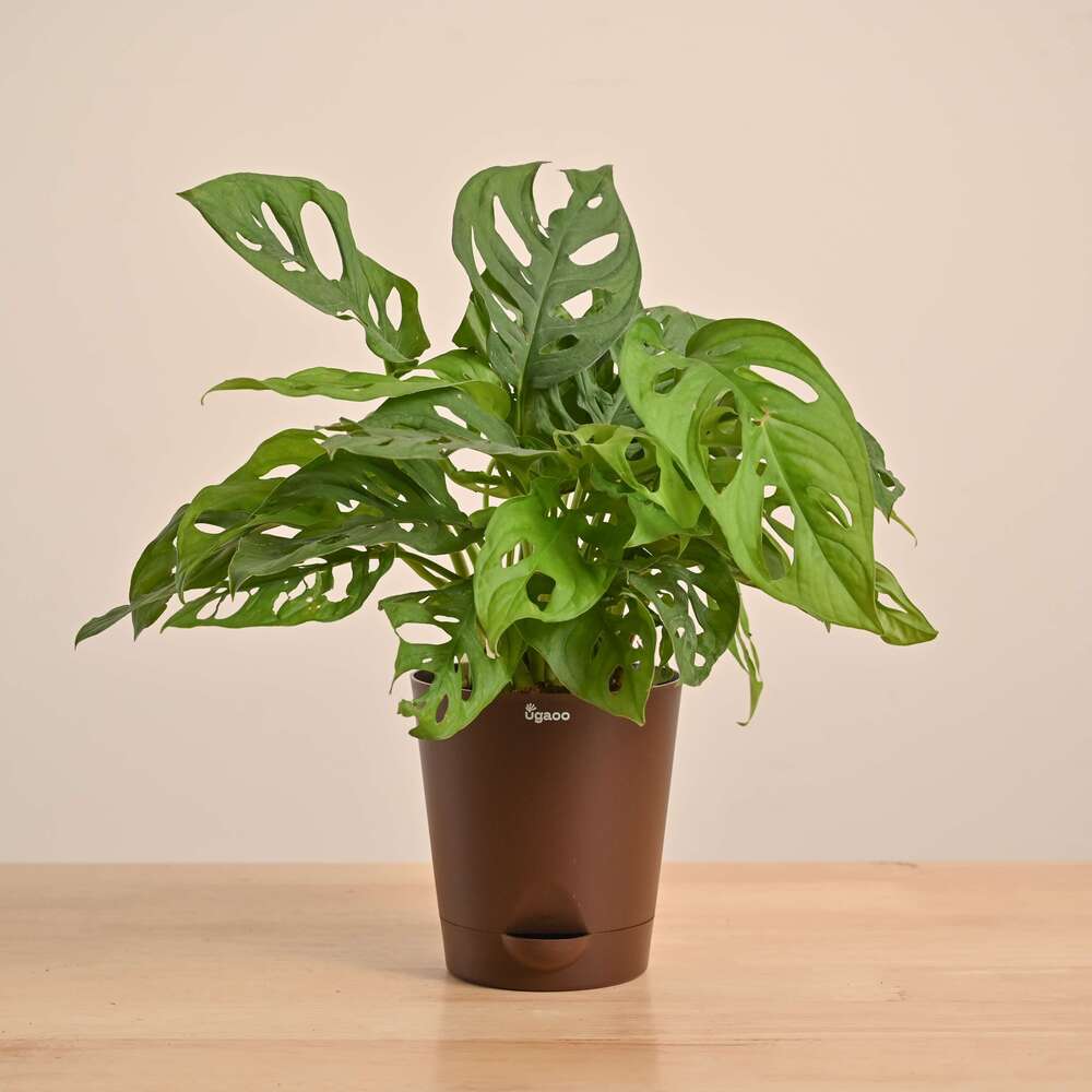 Broken Heart Plant - Image 35