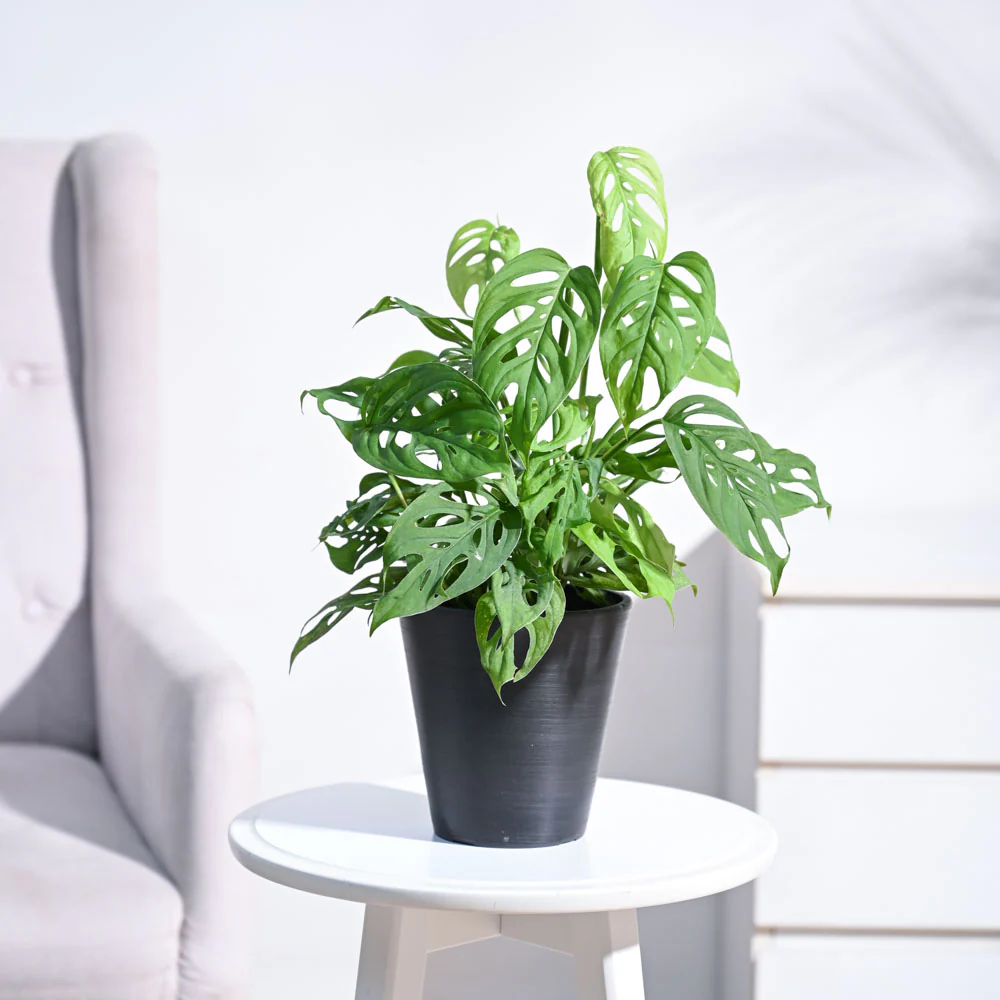 Broken Heart Plant - Image 4
