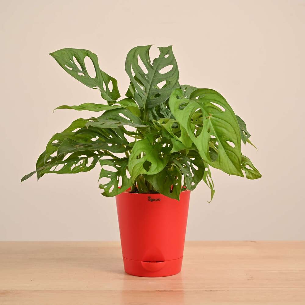 Broken Heart Plant - Image 40