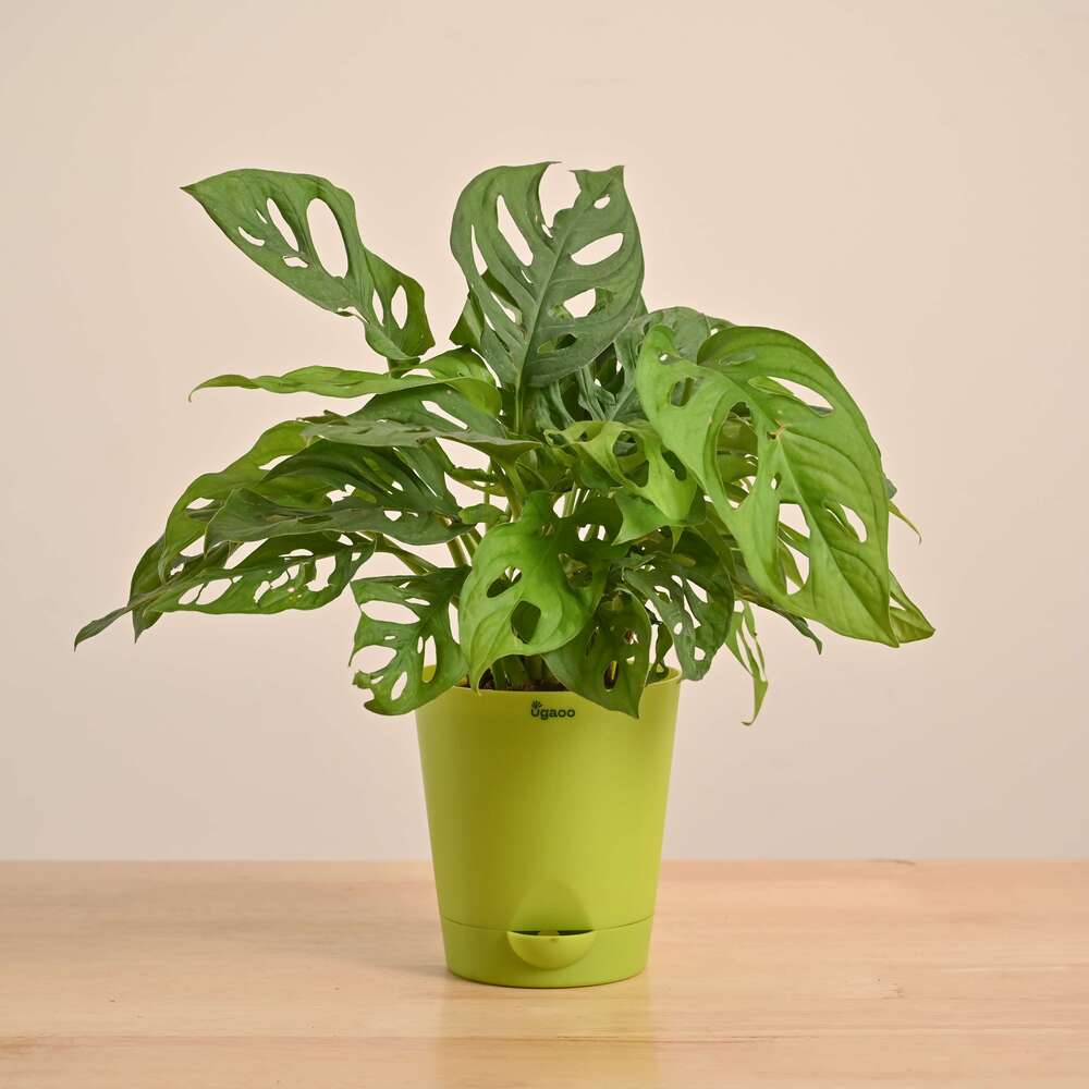 Broken Heart Plant - Image 45