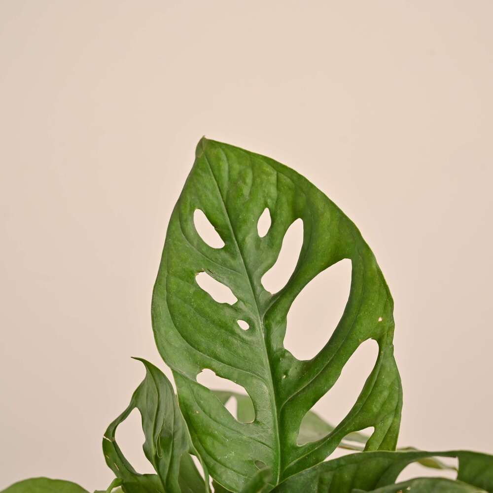 Broken Heart Plant - Image 47