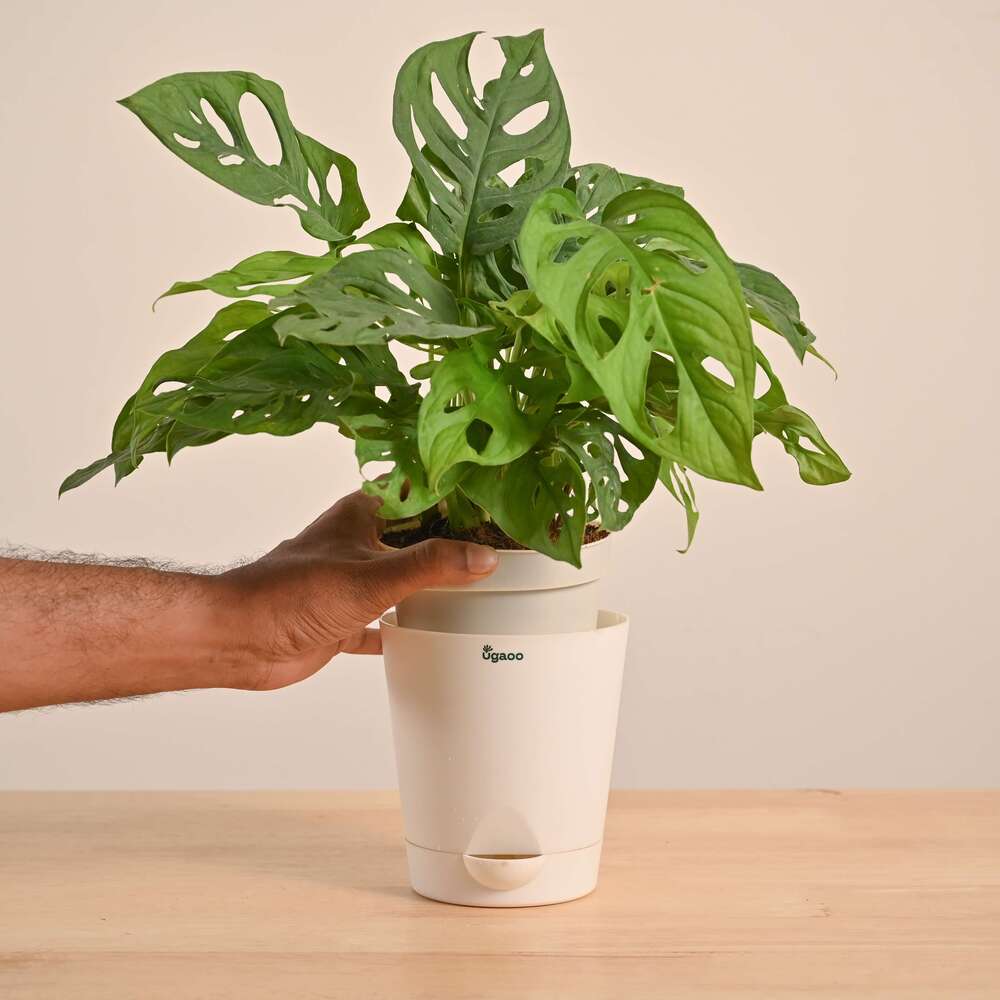 Broken Heart Plant - Image 48