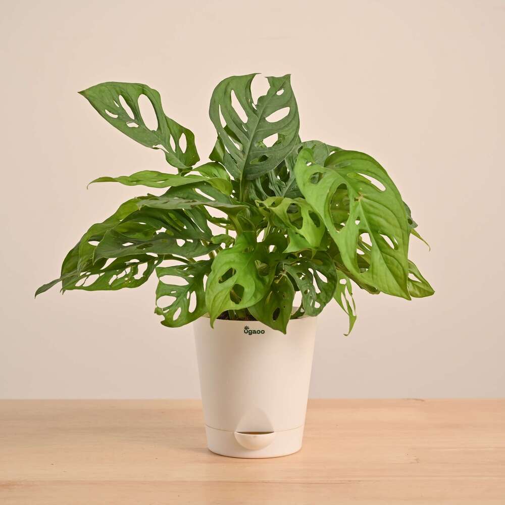 Broken Heart Plant - Image 50