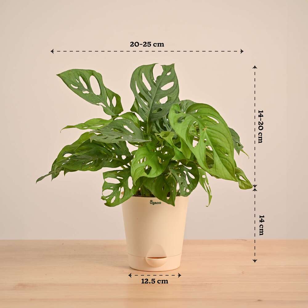 Broken Heart Plant - Image 54