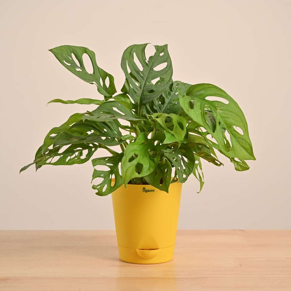 Broken Heart Plant - Image 55