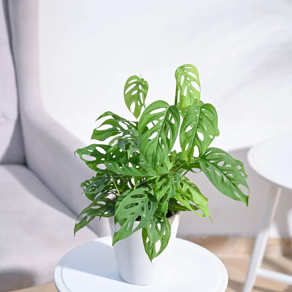 Broken Heart Plant - Image 6