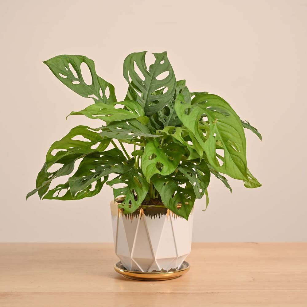 Broken Heart Plant - Image 60