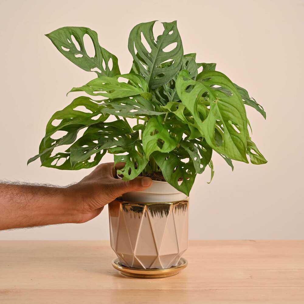 Broken Heart Plant - Image 63