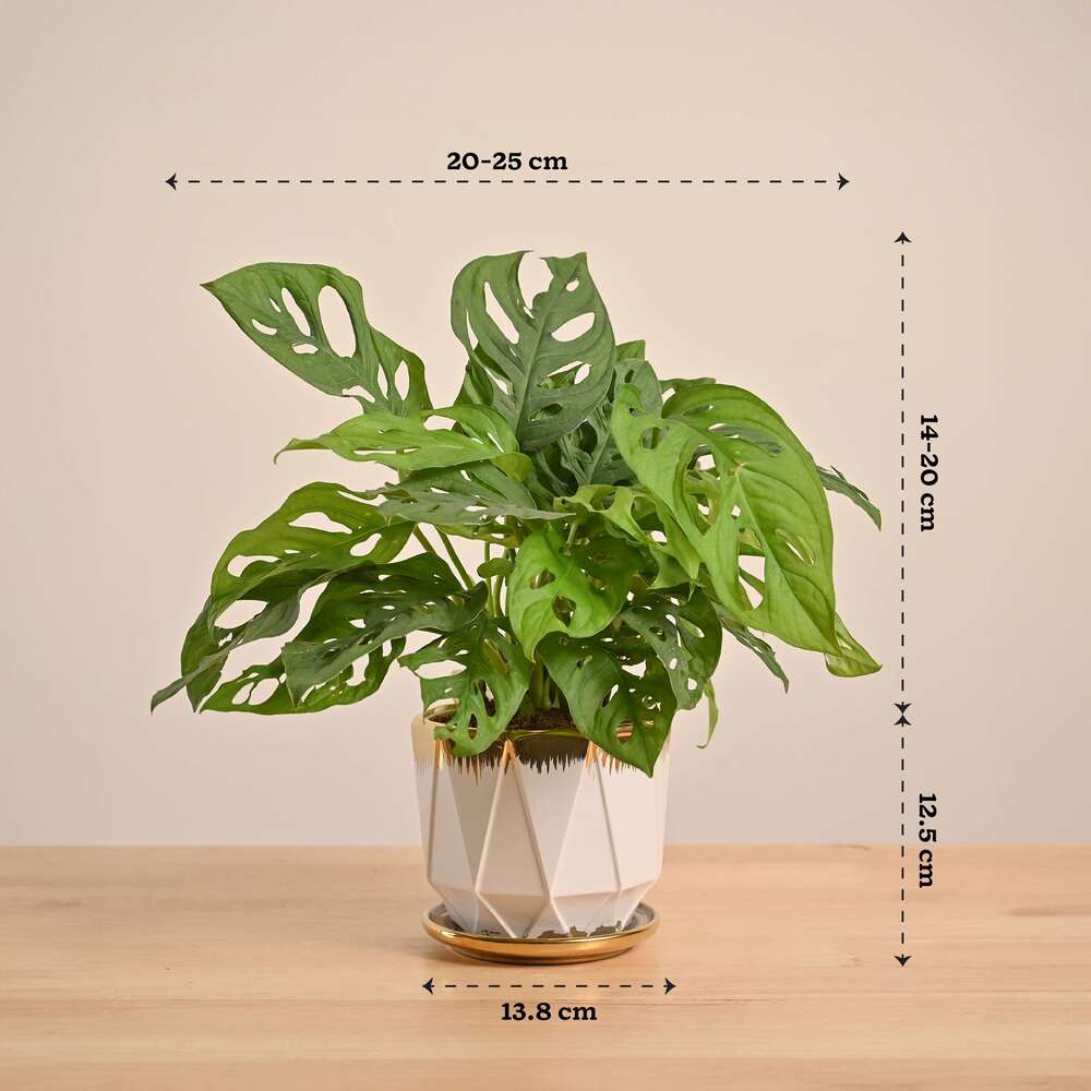 Broken Heart Plant - Image 64