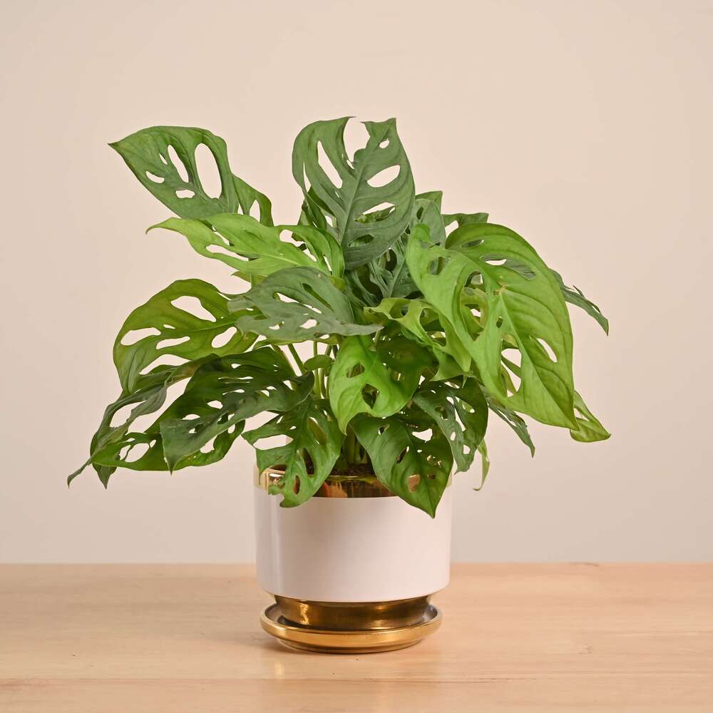 Broken Heart Plant - Image 65