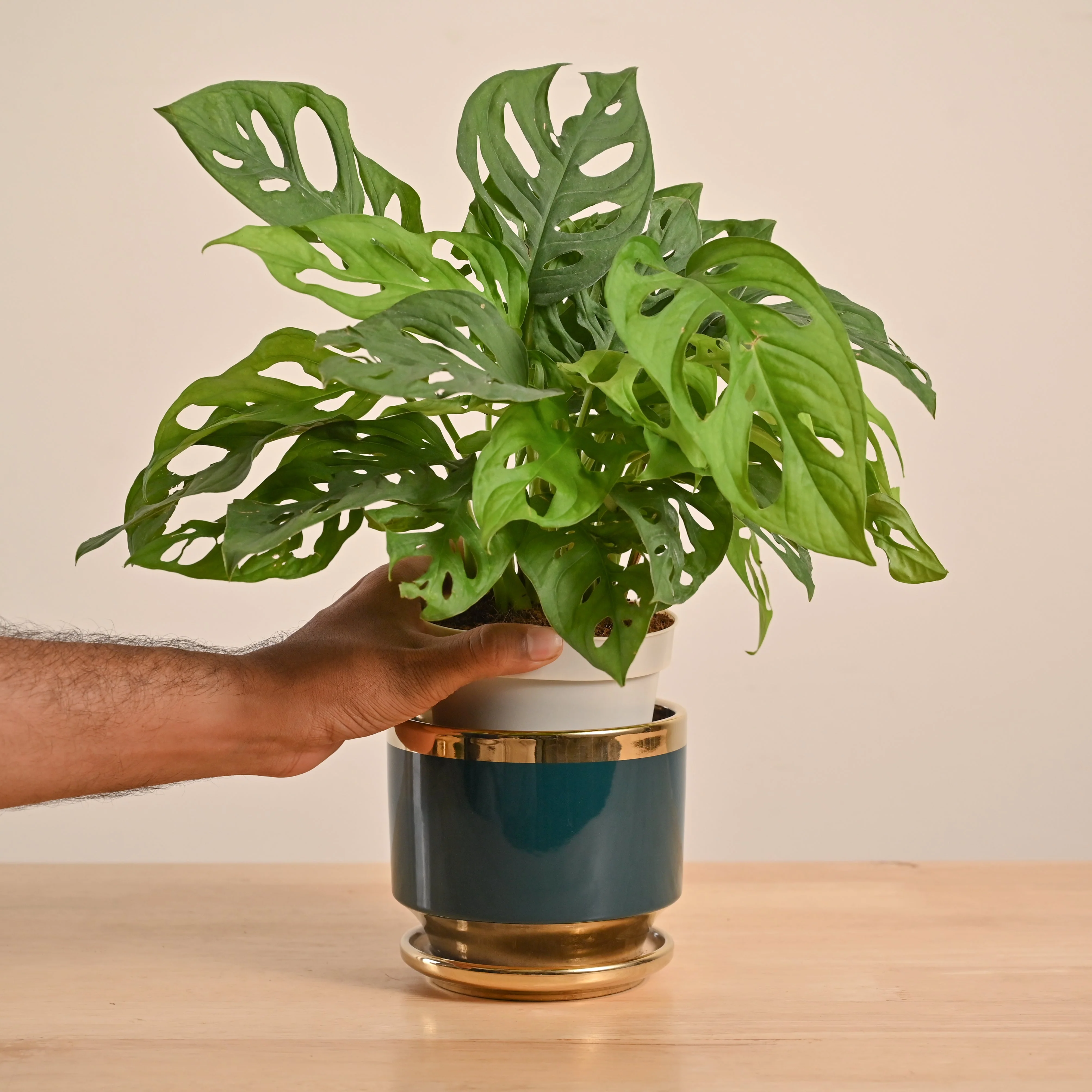 Broken Heart Plant - Image 68