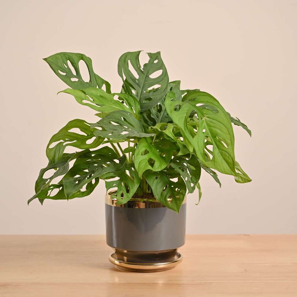 Broken Heart Plant - Image 70