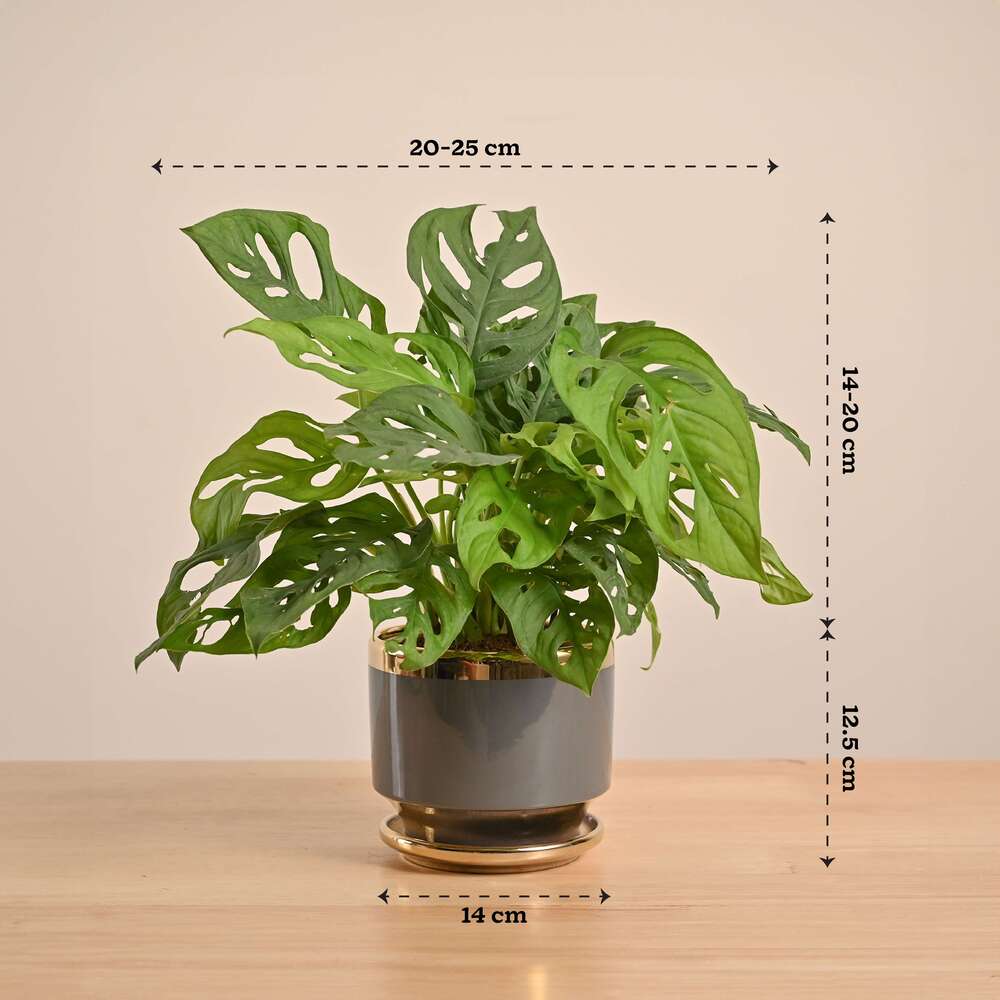 Broken Heart Plant - Image 74