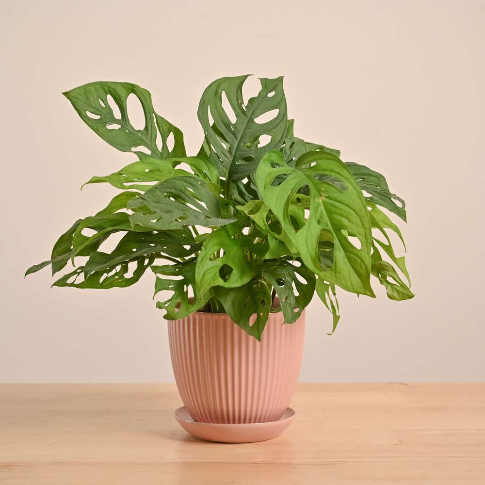 Broken Heart Plant - Image 75