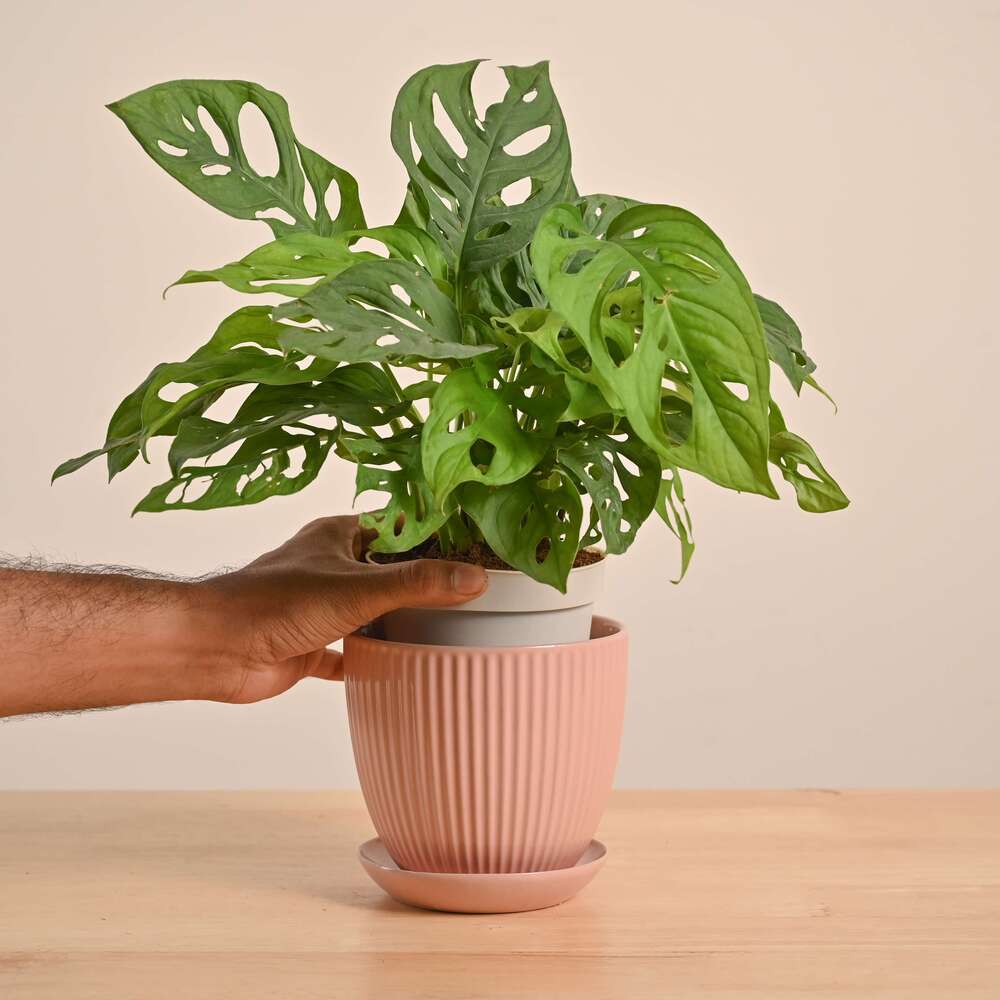 Broken Heart Plant - Image 78