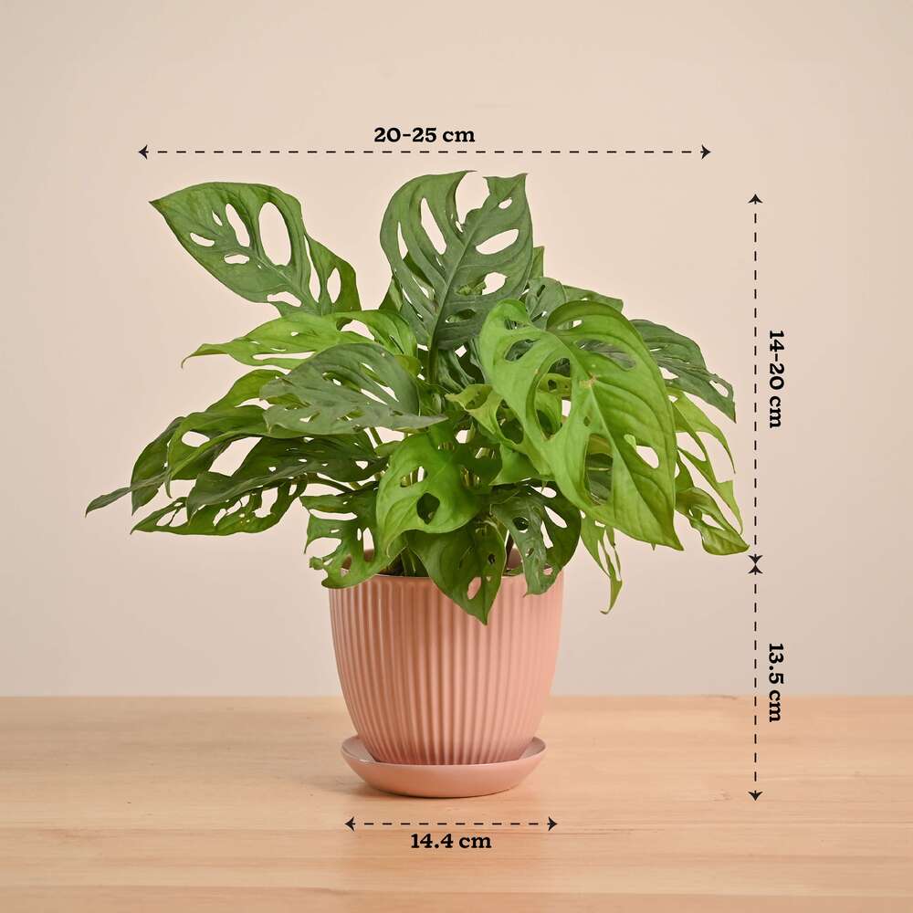 Broken Heart Plant - Image 79