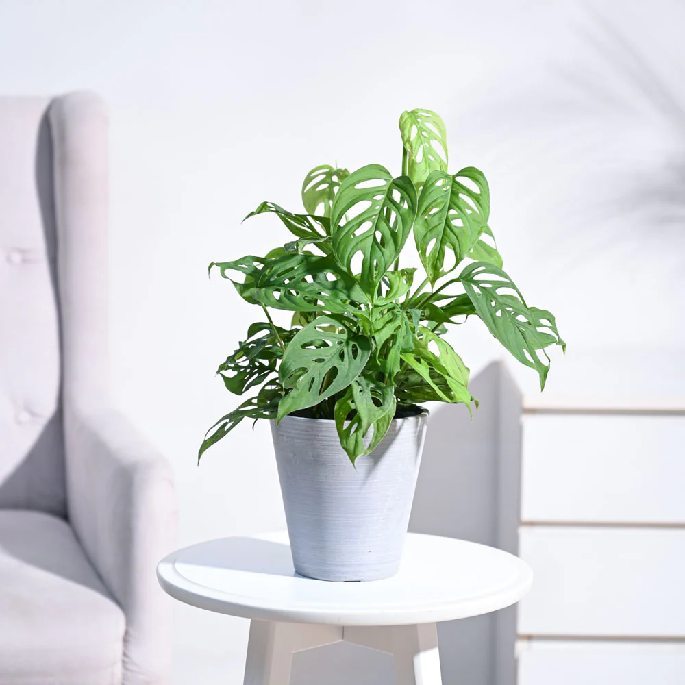 Broken Heart Plant - Image 8