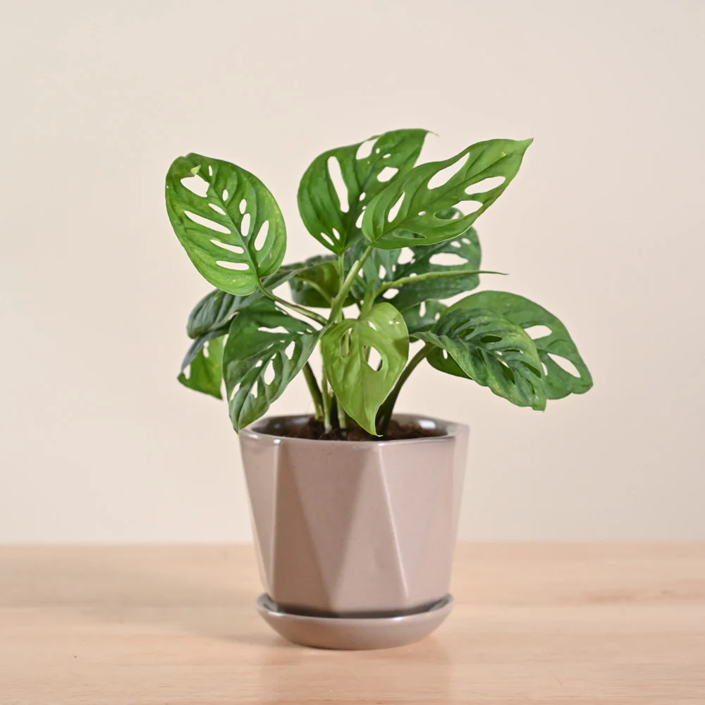 Broken Heart Plant - Image 80