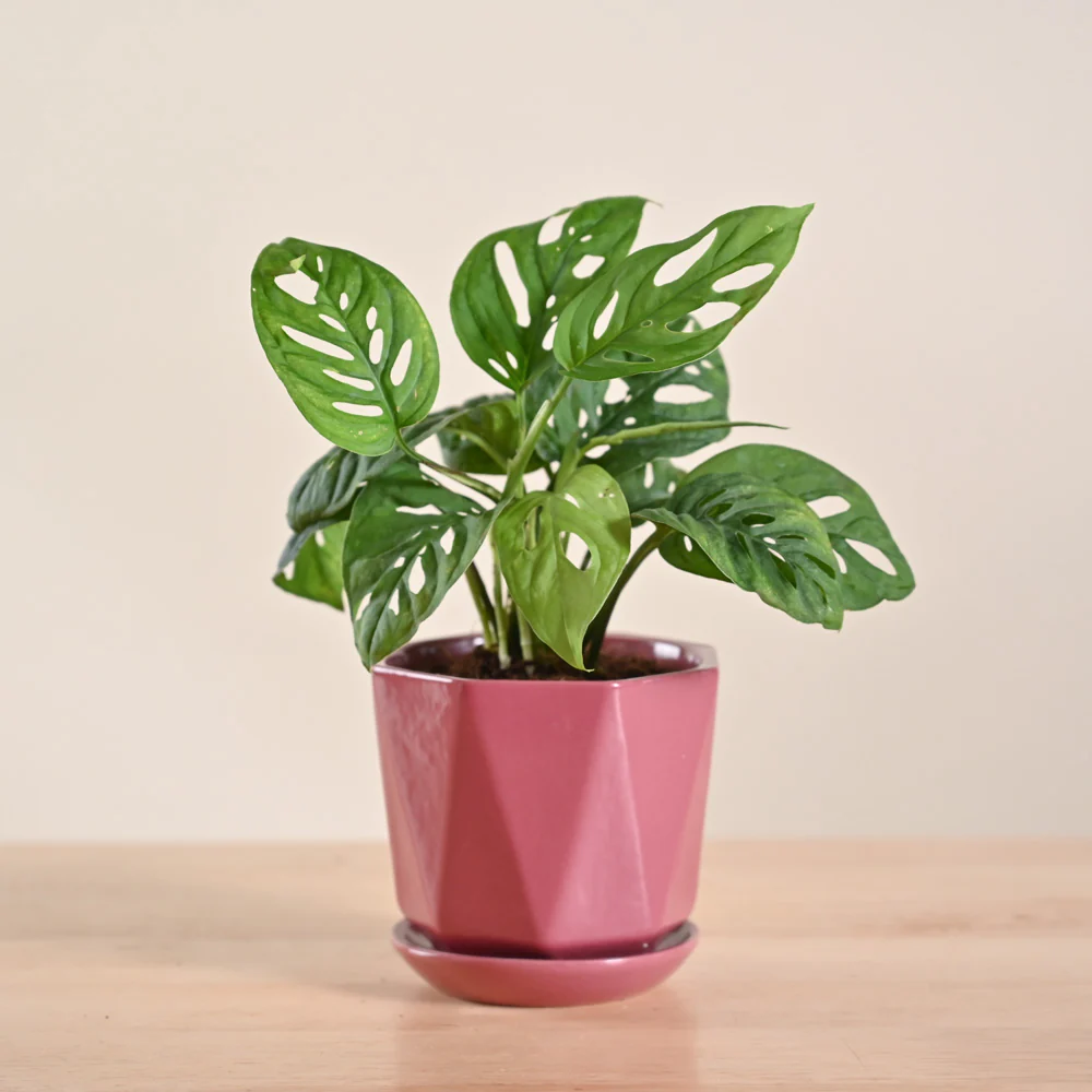 Broken Heart Plant - Image 81