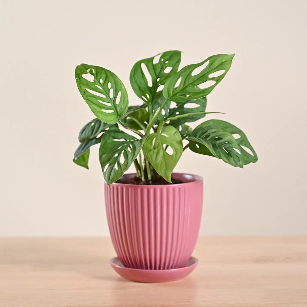 Broken Heart Plant - Image 82