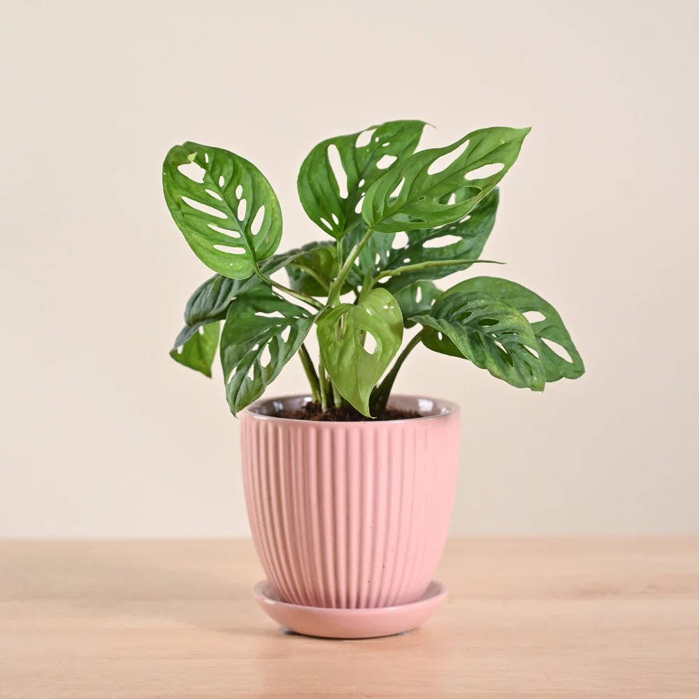 Broken Heart Plant - Image 83