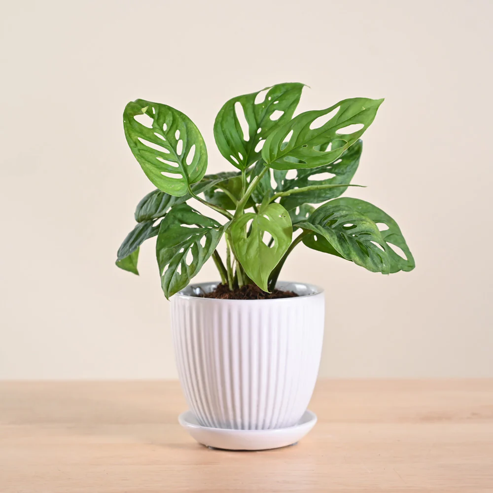 Broken Heart Plant - Image 84