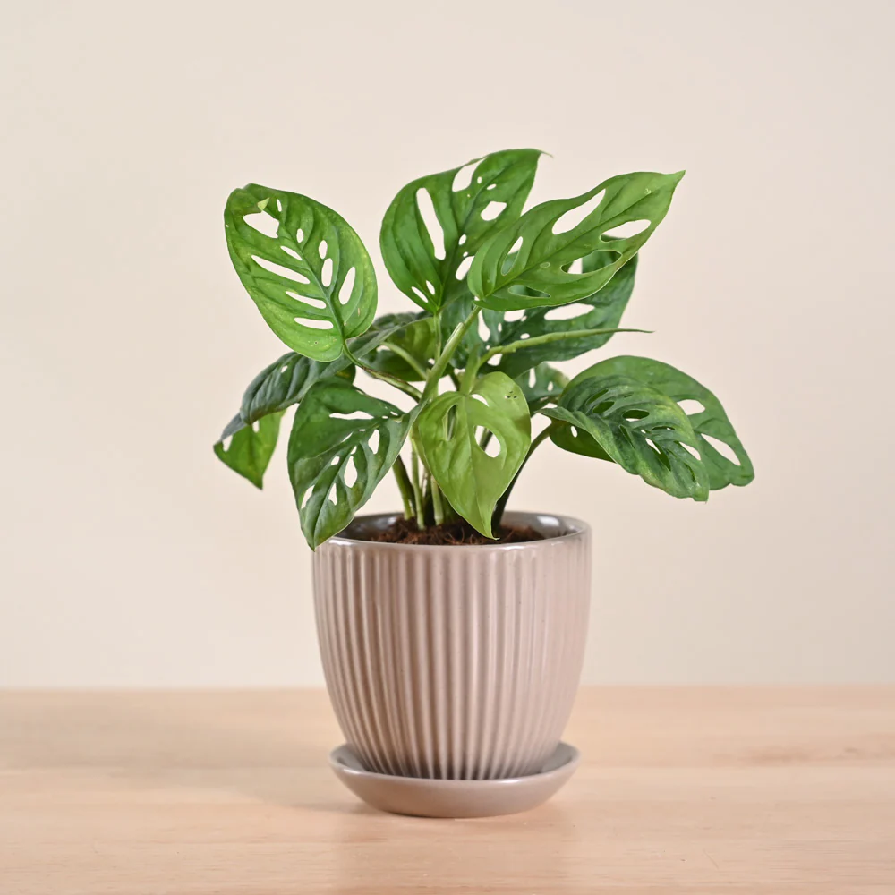 Broken Heart Plant - Image 85