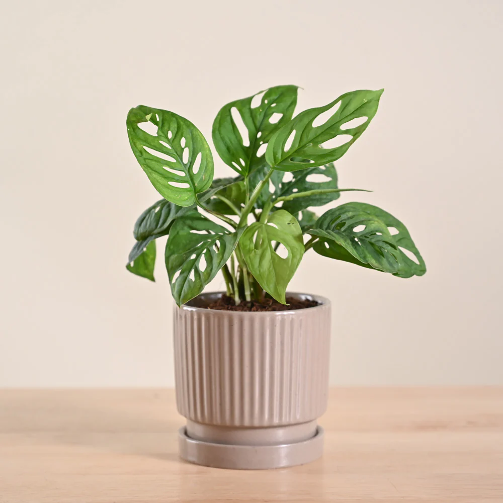 Broken Heart Plant - Image 86