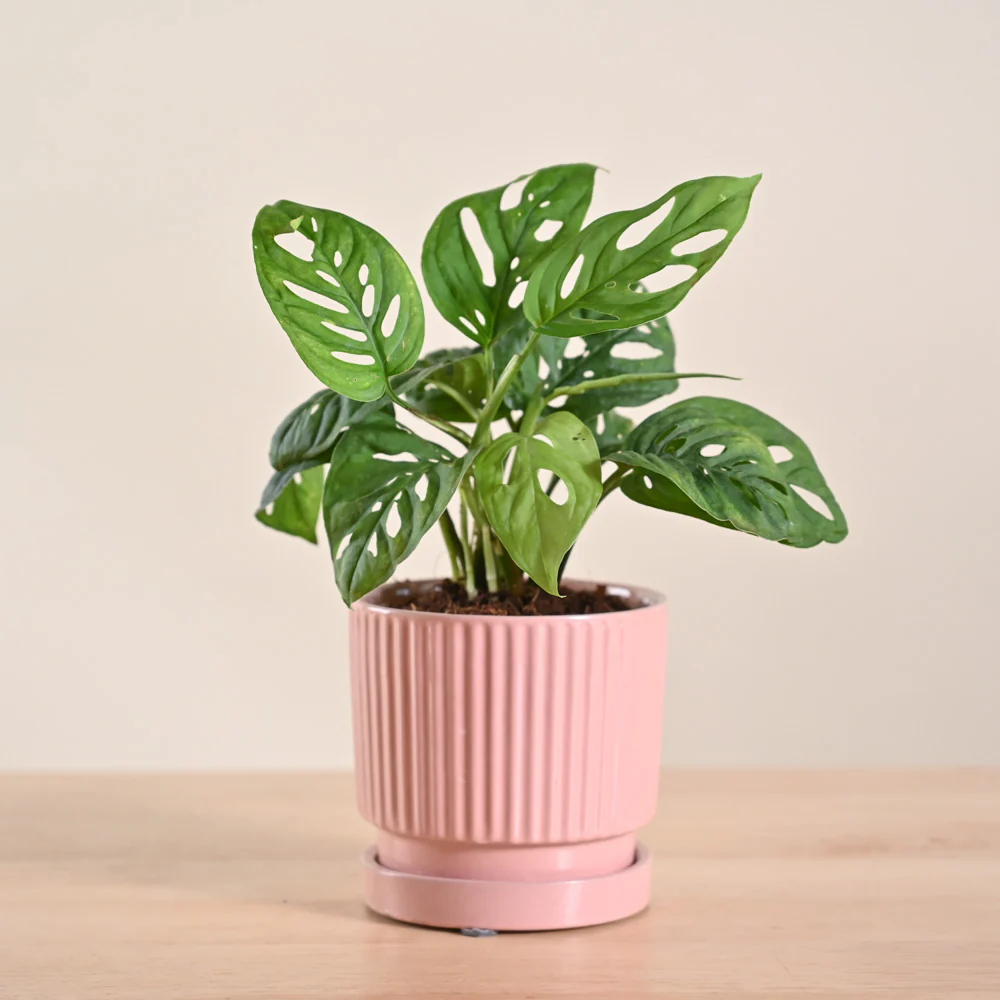 Broken Heart Plant - Image 87