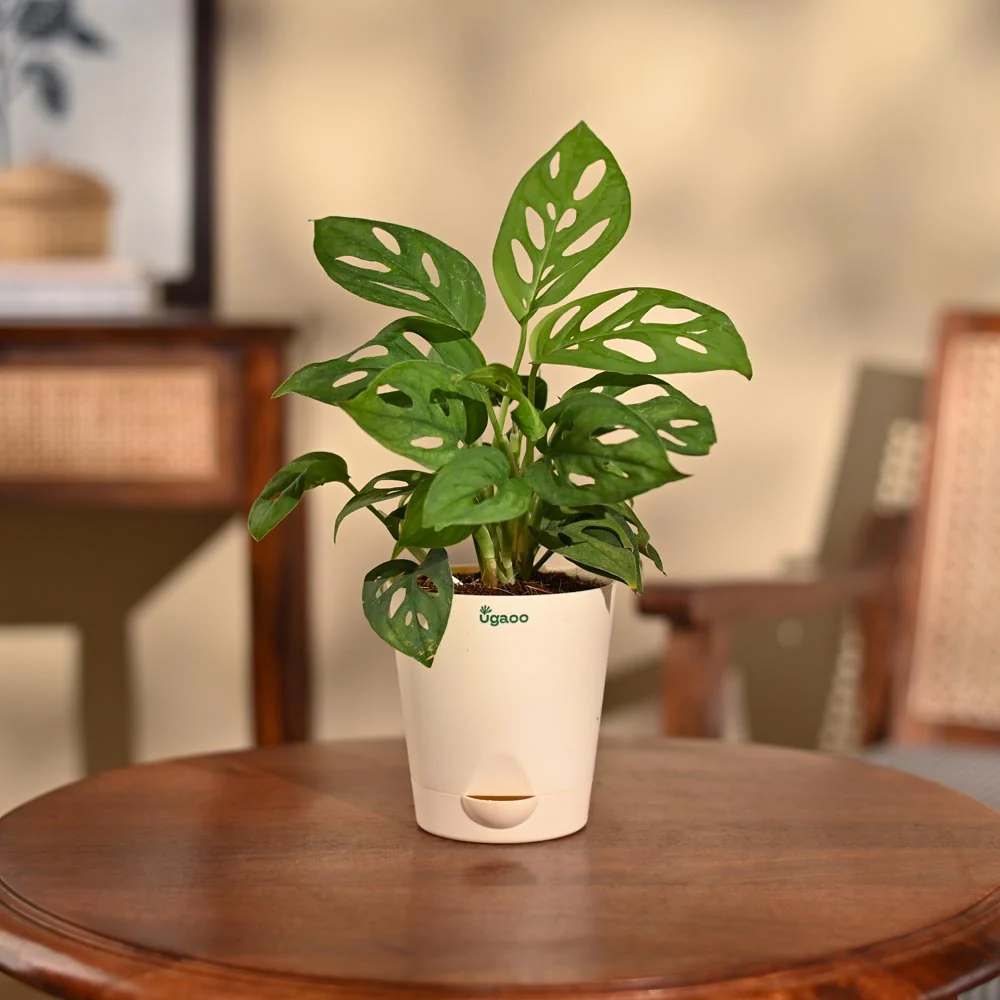 Broken Heart Plant - Image 88