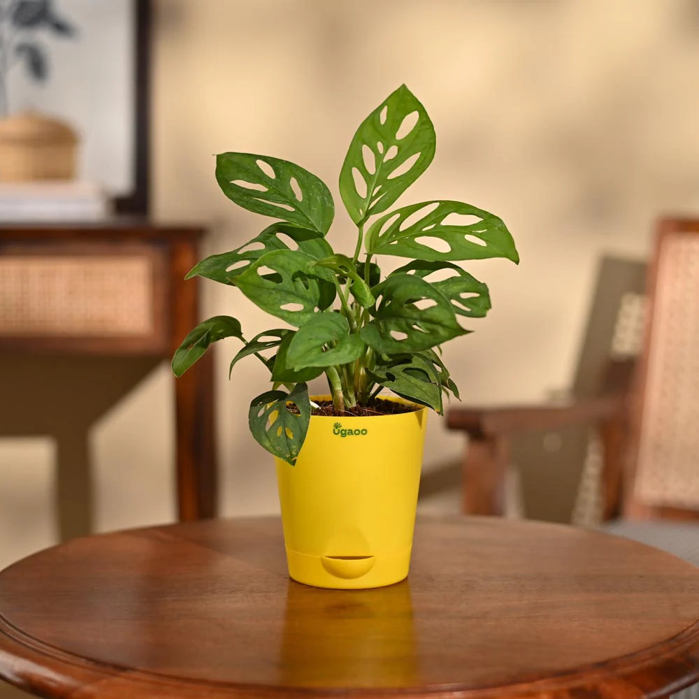 Broken Heart Plant - Image 90