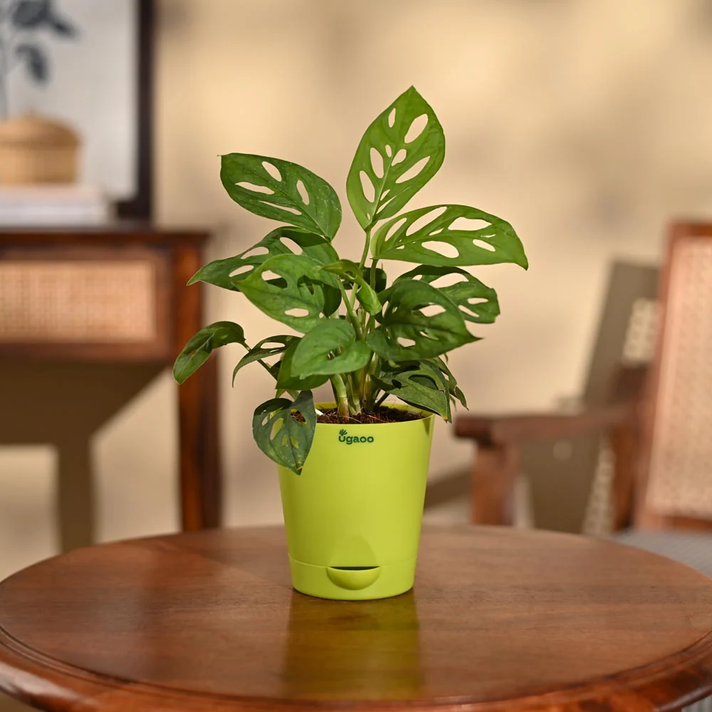 Broken Heart Plant - Image 91