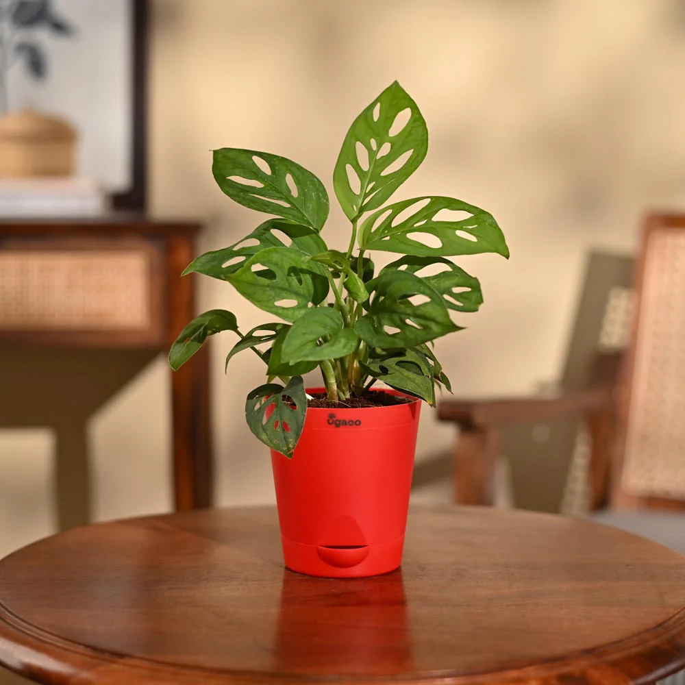 Broken Heart Plant - Image 92