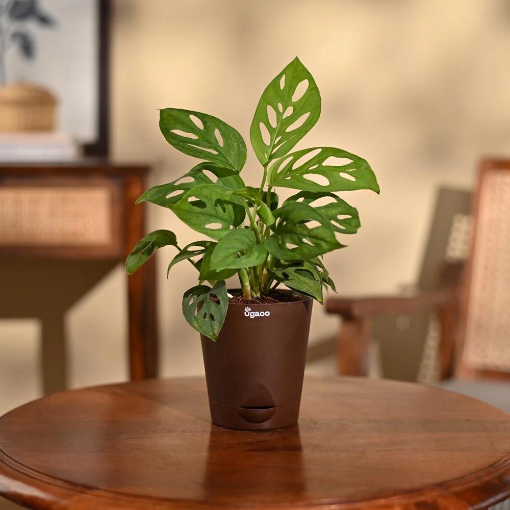 Broken Heart Plant - Image 93