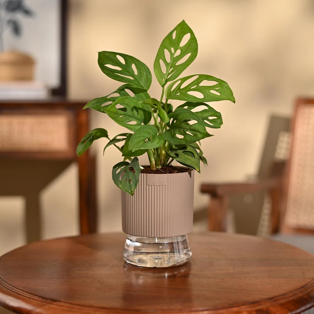 Broken Heart Plant - Image 94