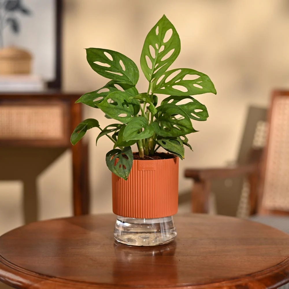 Broken Heart Plant - Image 96