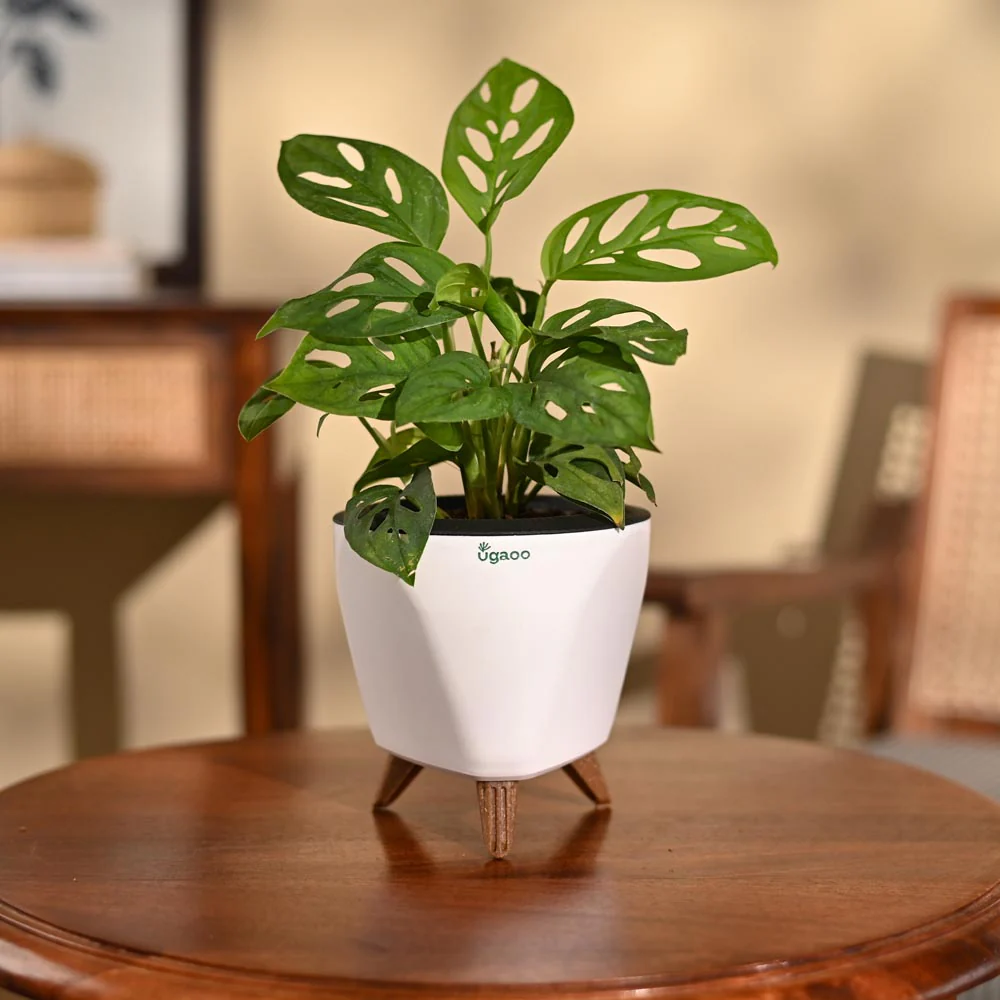 Broken Heart Plant - Image 97