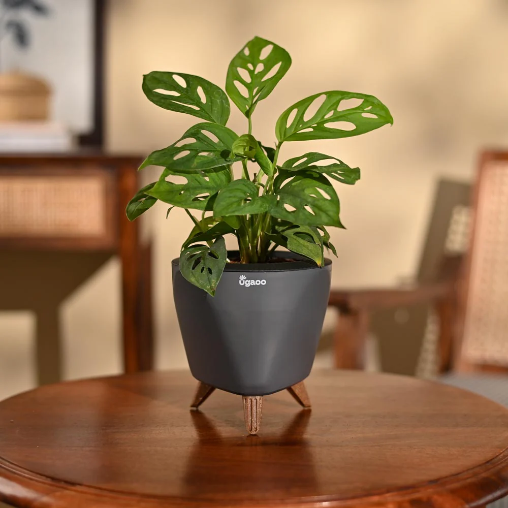 Broken Heart Plant - Image 98