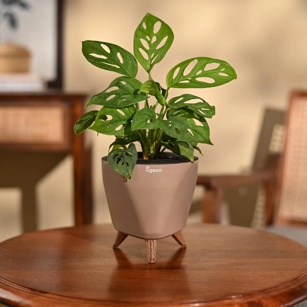 Broken Heart Plant - Image 99