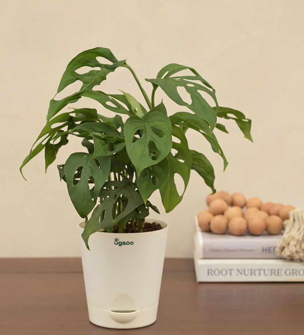 Broken Heart Plant -Women's Day Gift For Employees - Image 4