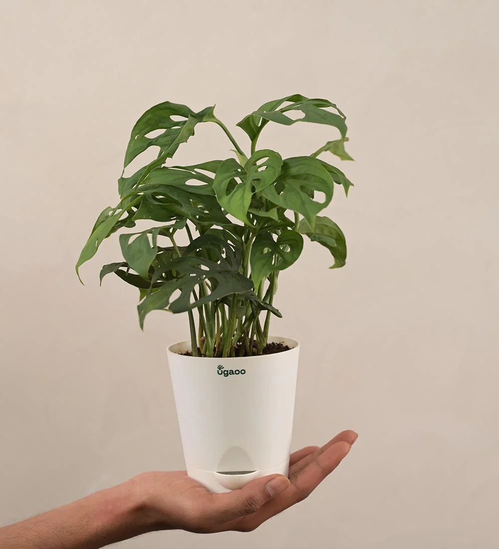 Broken Heart Plant -Women's Day Gift For Employees - Image 5