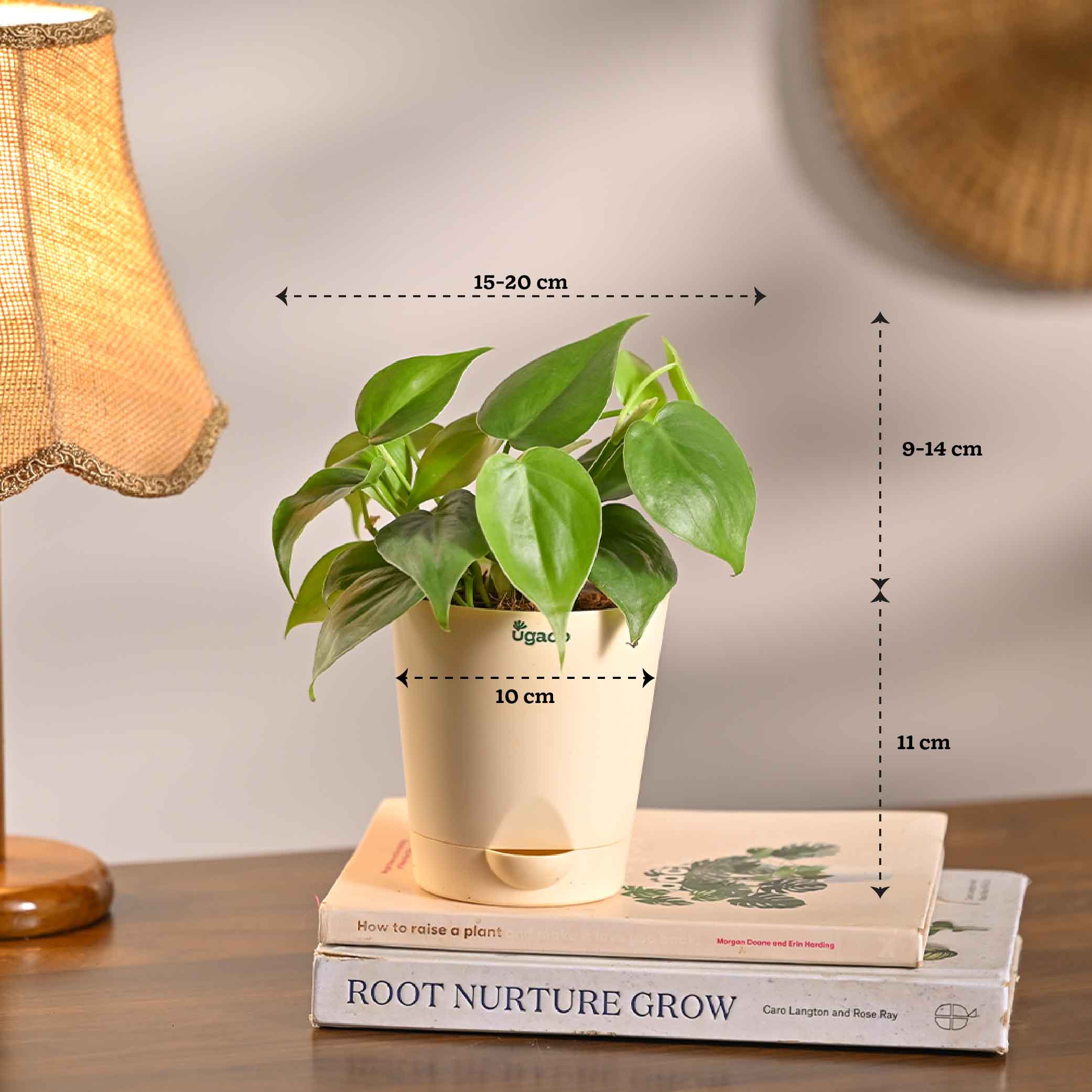Combo of 4 Summer Ready Plant Set for Office Desk - Image 10