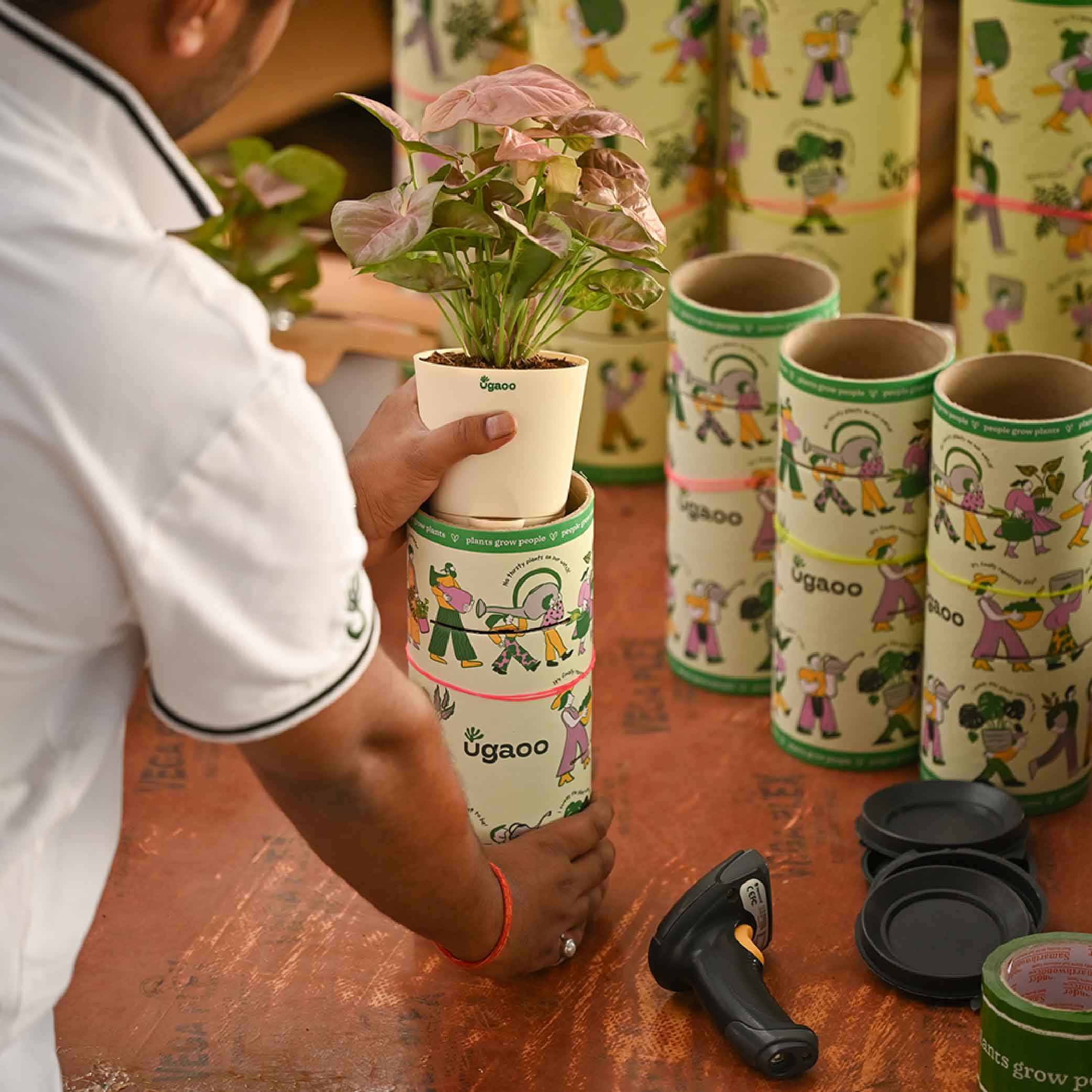 Combo of 4 Summer Ready Plant Set for Office Desk - Image 11