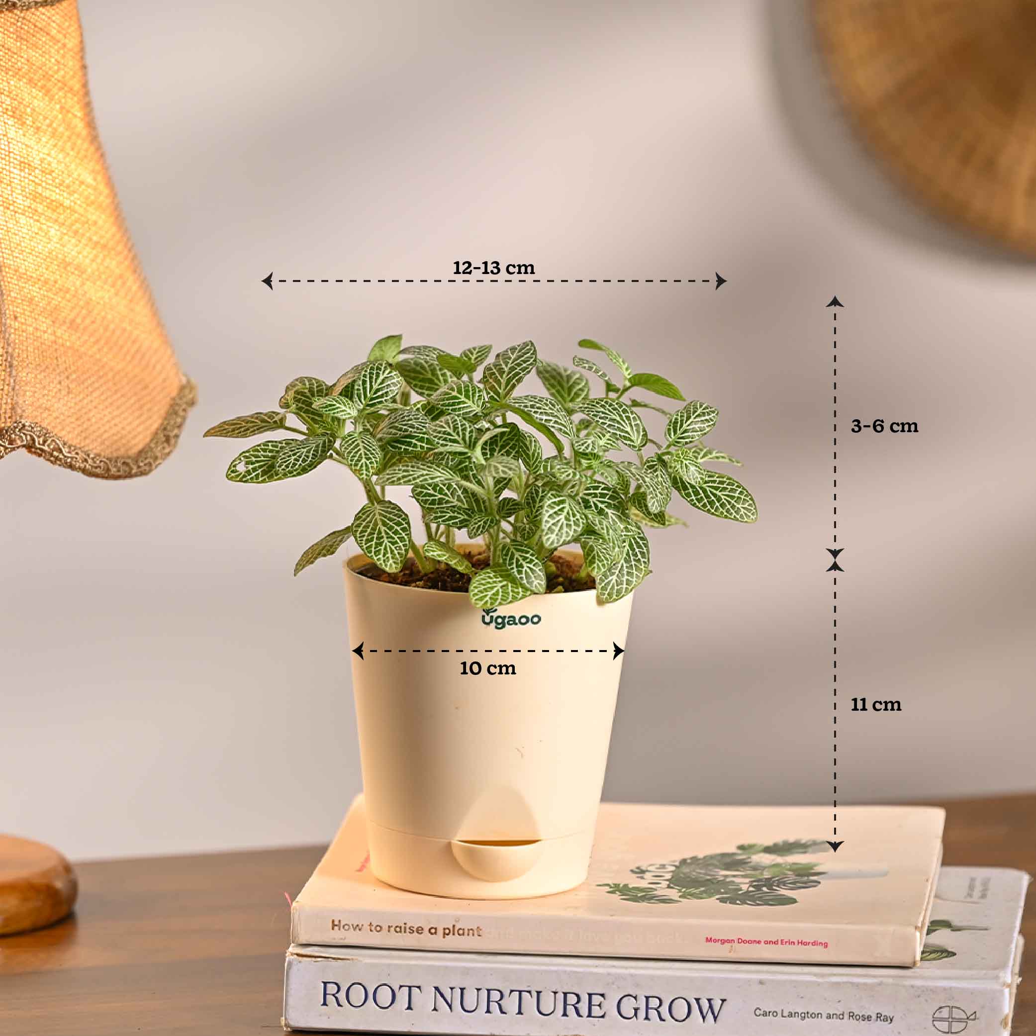 Combo of 4 Summer Ready Plant Set for Office Desk - Image 7