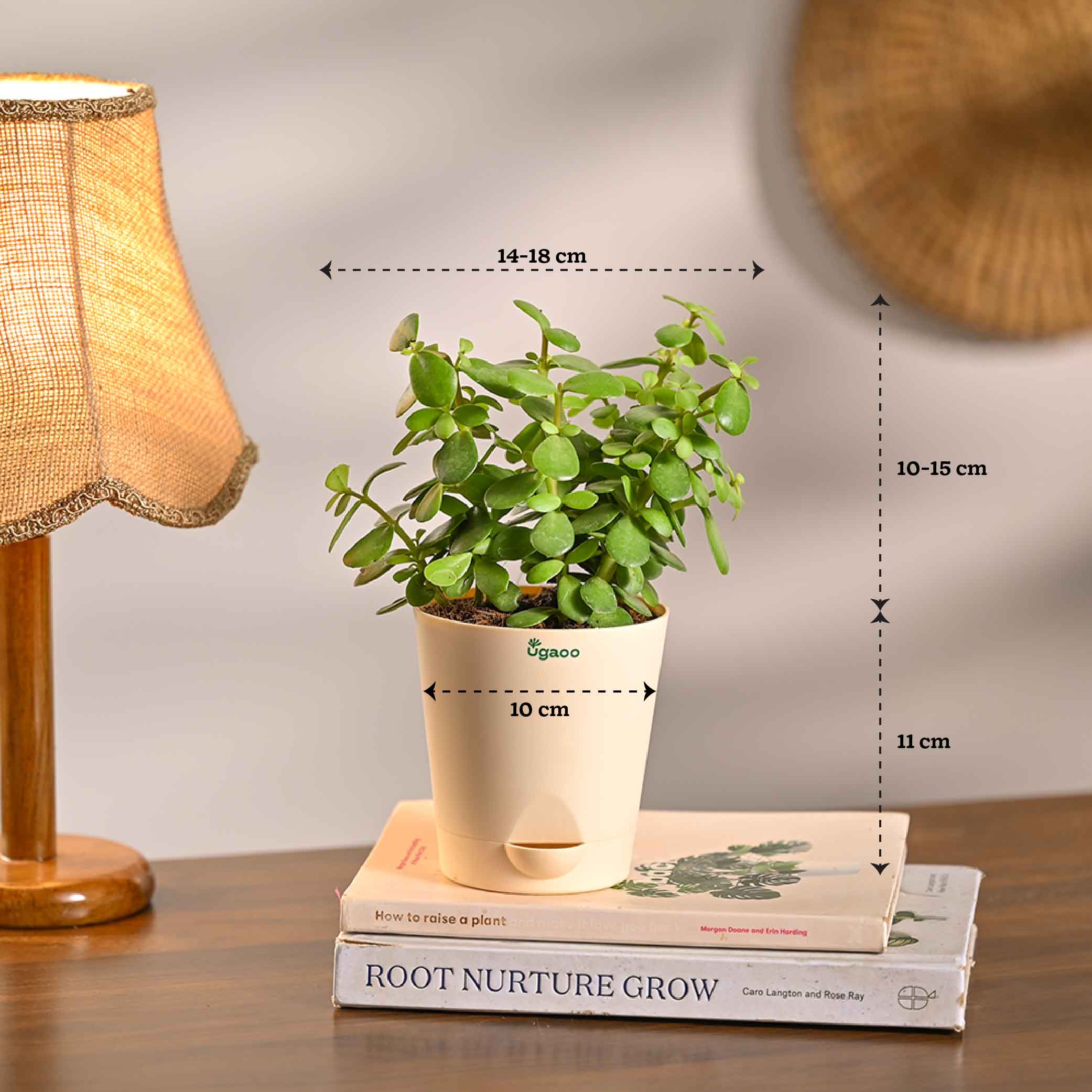 Combo of 4 Summer Ready Plant Set for Office Desk - Image 9