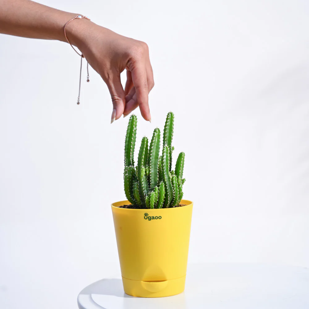 Cactus Plant - Elongated - Image 32